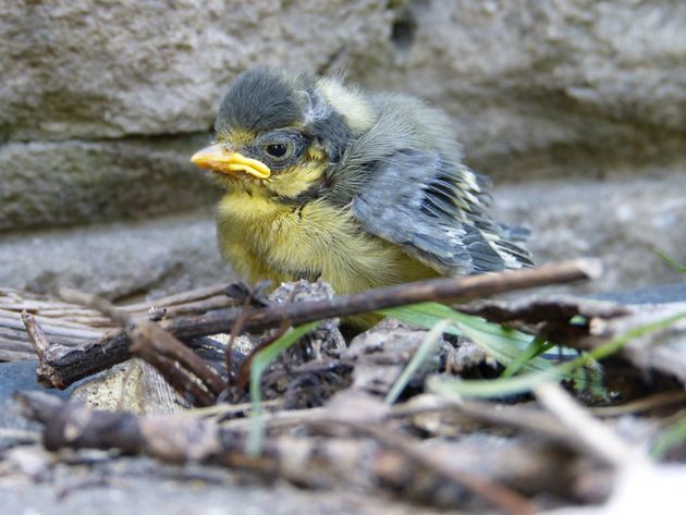 Abundant wildlife at The Flowing Spring