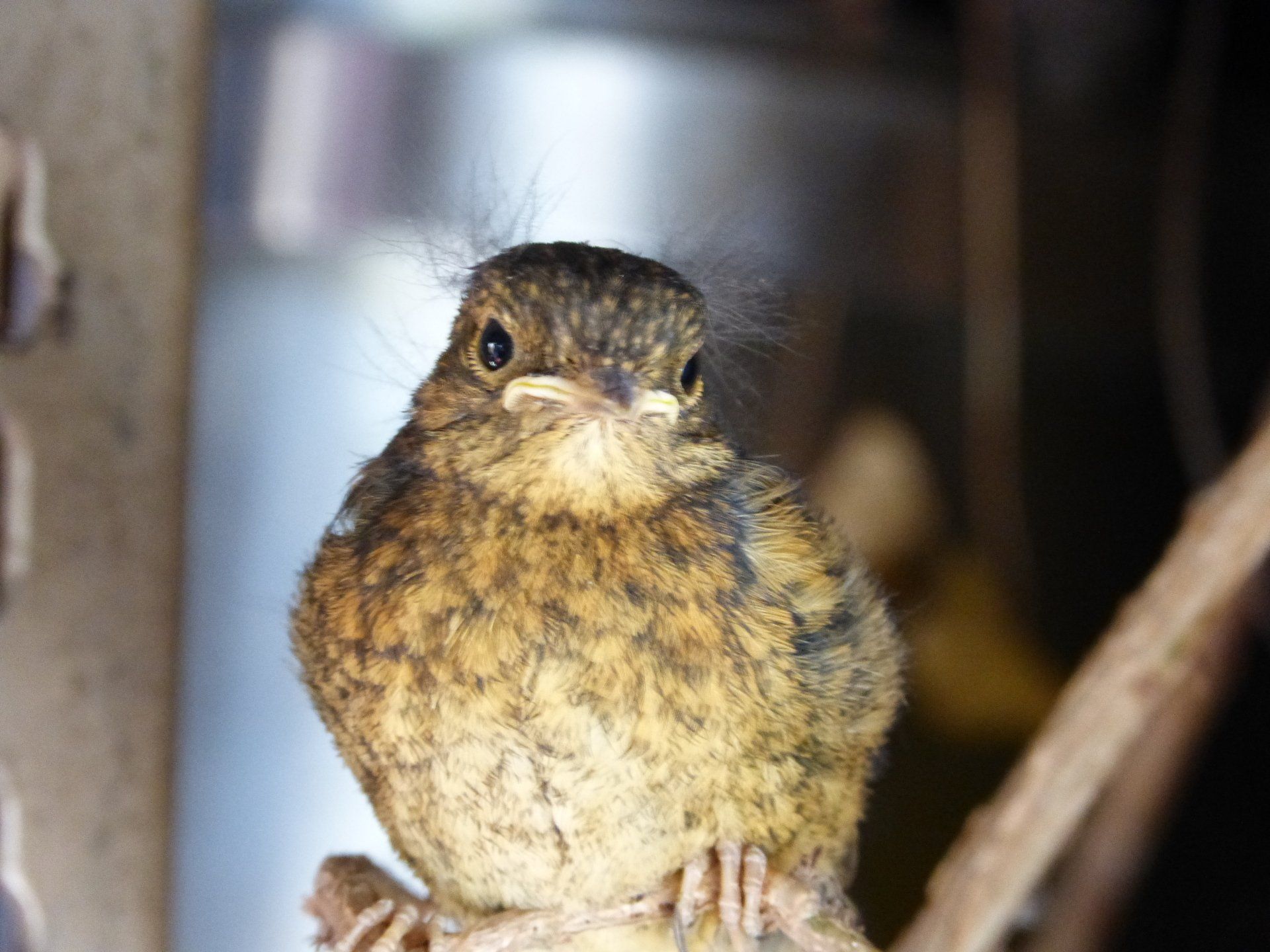 Wildlife at The Flowing Spring pub
