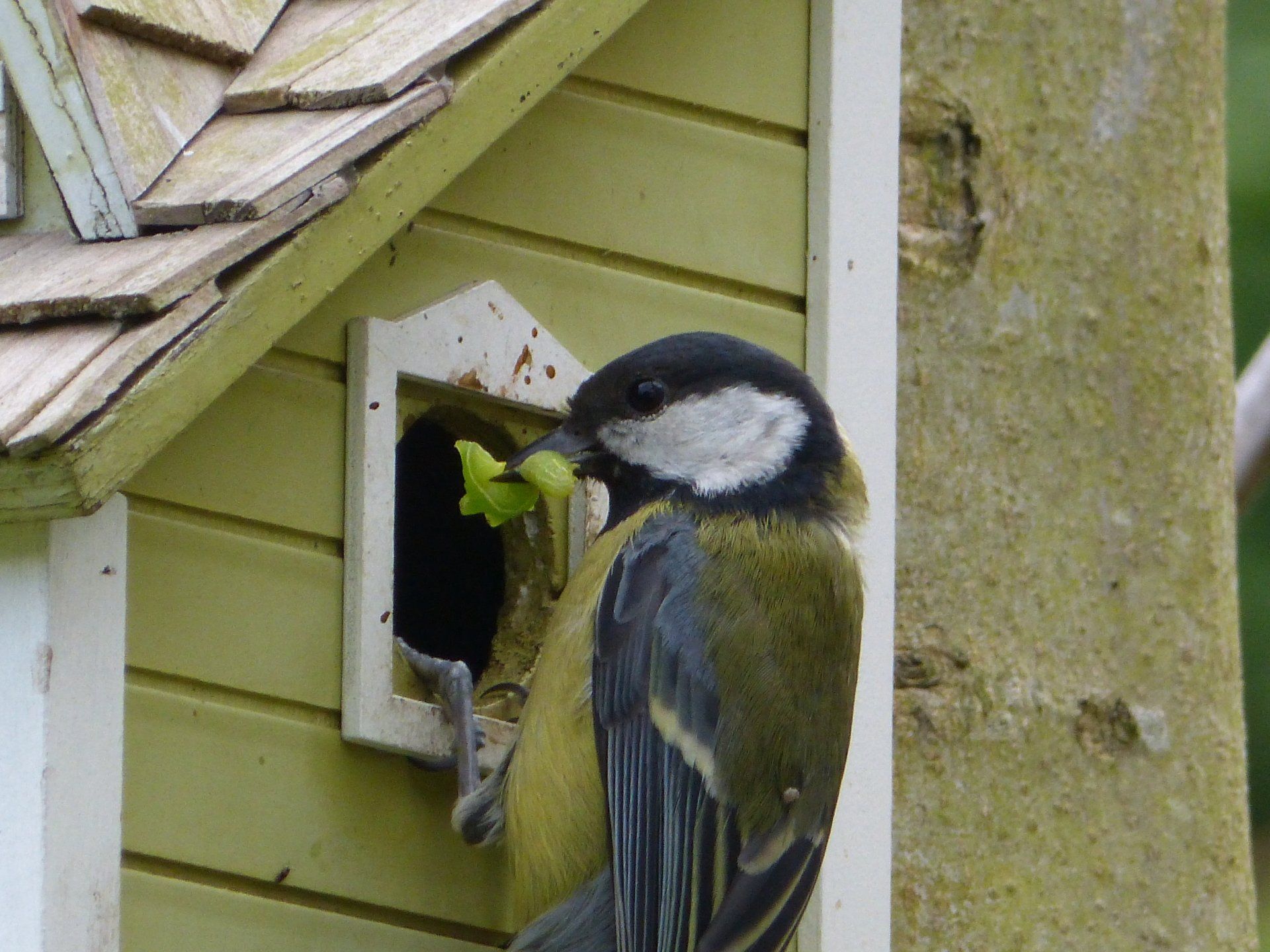 Great Tit at The Flowing Spring