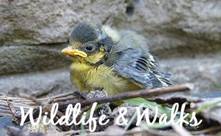 Wildlife and Walks at The Flowing Spring
