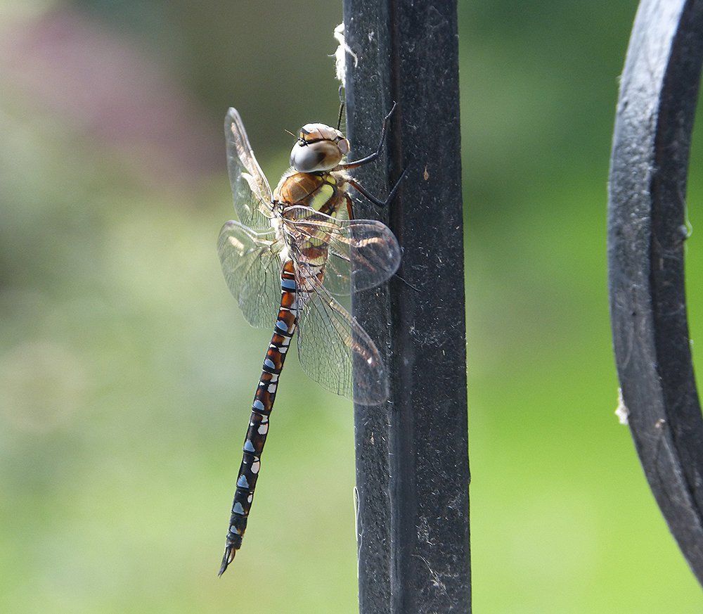 Wildlife at The Flowing Spring