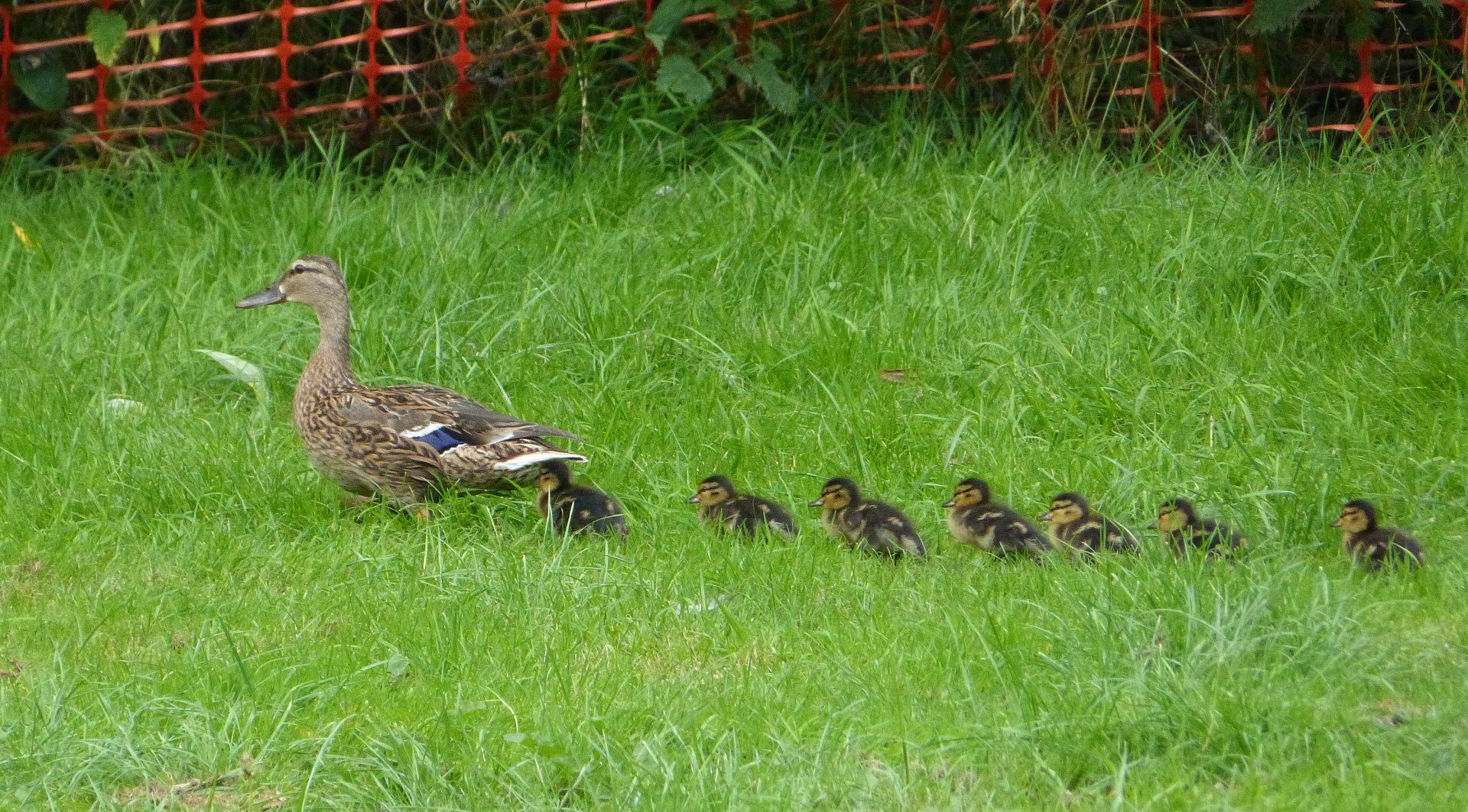 Mallard ducks at The Flowing Spring