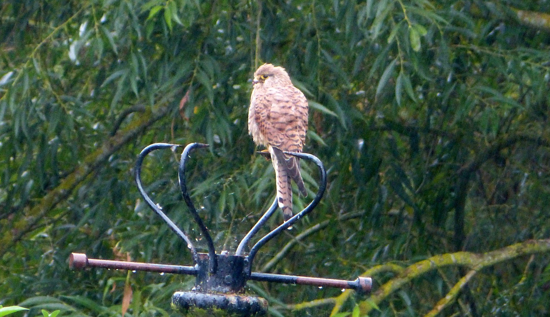 Kestrel at The Flowing Spring