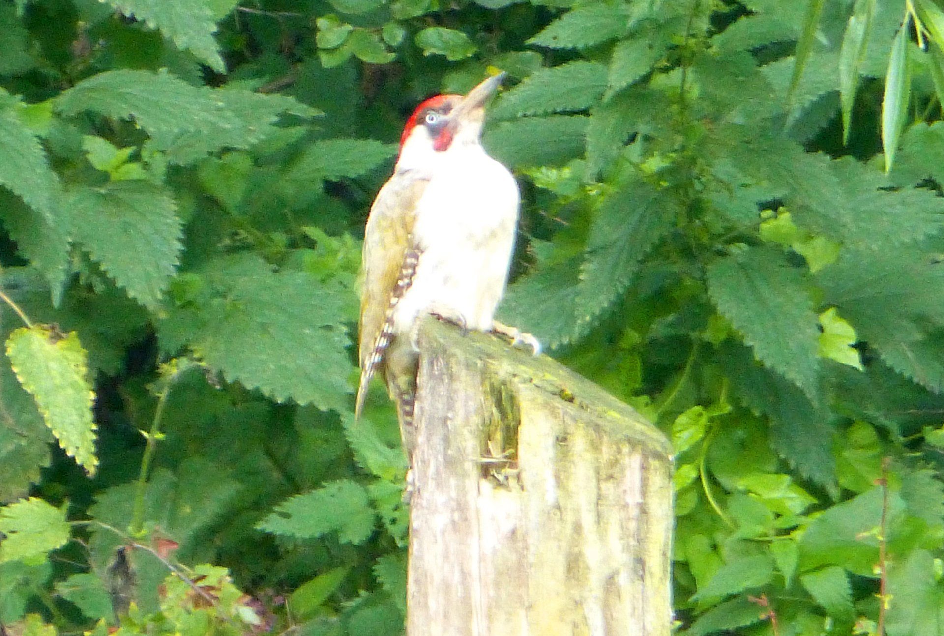 Green Woodpecker at The Flowing Spring
