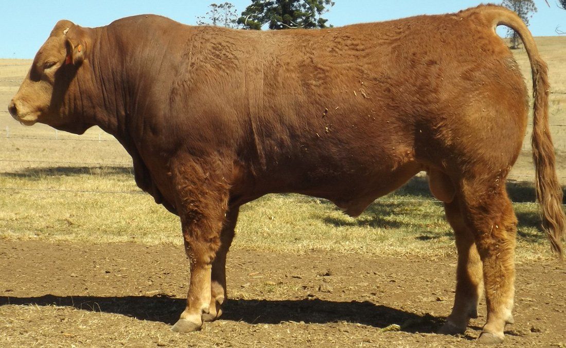 taurus