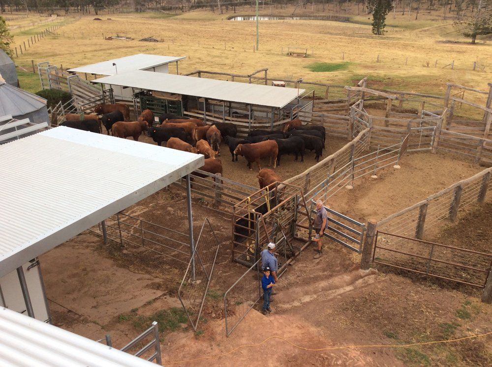 brown cow top view