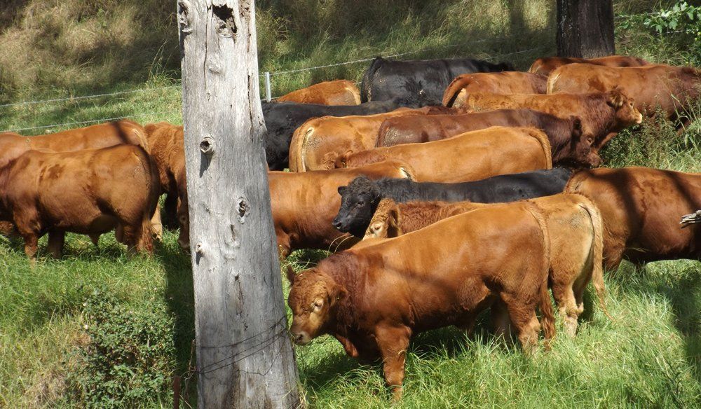 cows