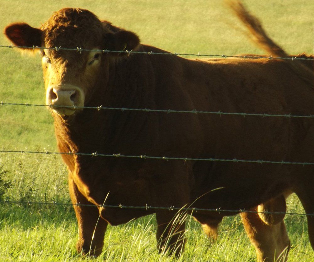 wite and cow