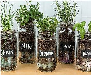 Photo of Indoor Plants