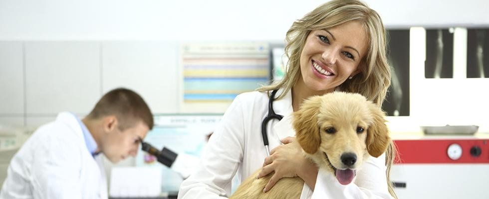 ambulatori oveterinario