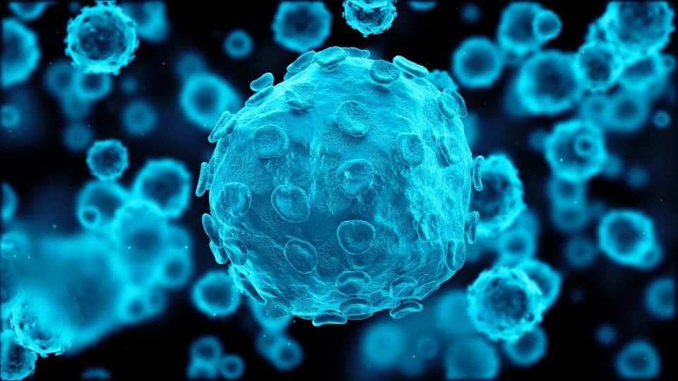 Cellule al microscopio