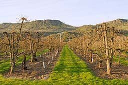Farm - Appraisal Consulting in Gold Hill, OR Farm - Appraisal Consulting in Gold Hill, OR
