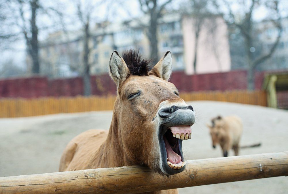Wir singen im Chor – Tiere