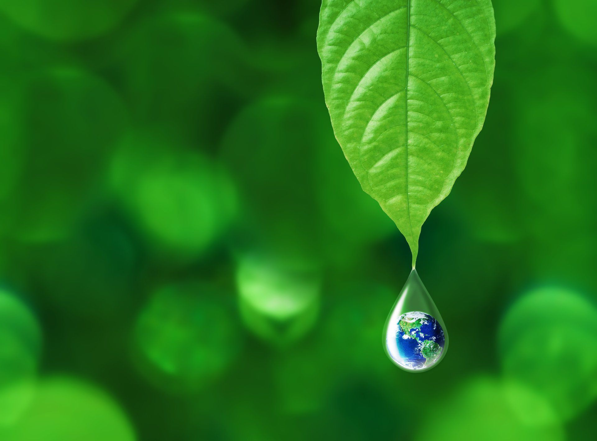 Wassertropfen tropft von Blatt