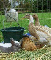 petting zoo NH
