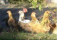 chickens