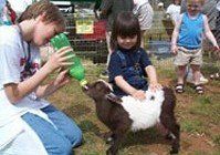 petting goat