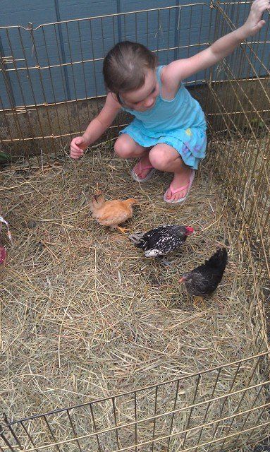 family petting zoo