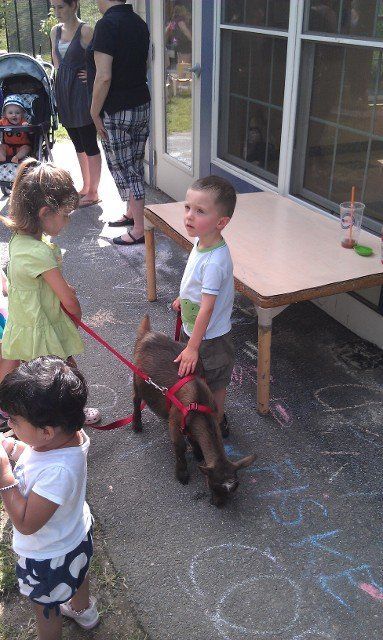 pet the animals