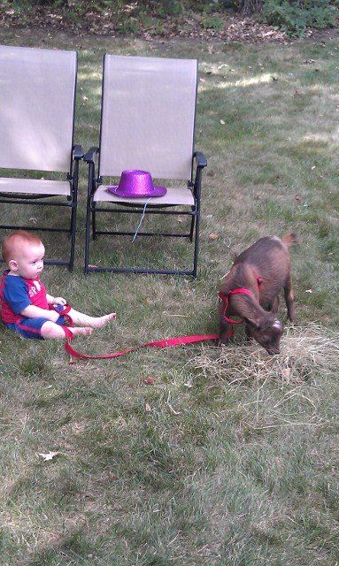 mobile petting zoo