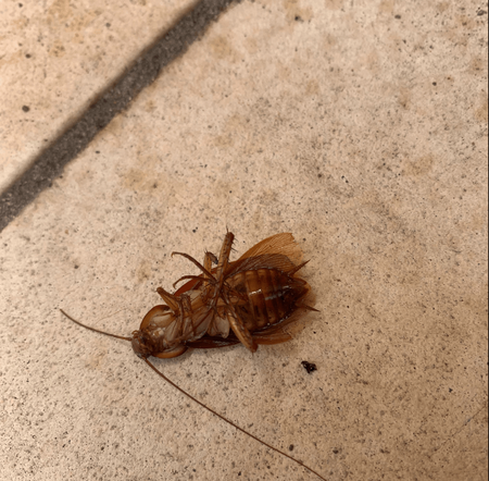 Infested water hose — Pest Control Central Coast in Wyoming, NSW