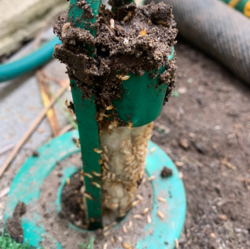Pest control in action — Termite in Control Central Coast, NSW Pest control in action — Termite in Control Central Coast, NSW