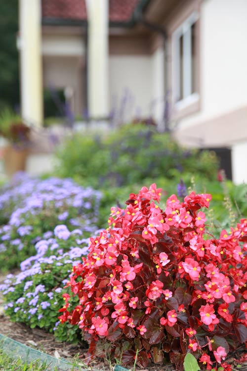 Flower Garden — Dentists in Mount Airy, NC