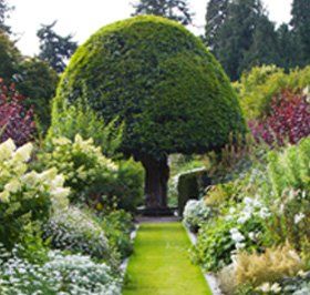Wholesale plants - Loughton, Essex - Harry Fairhead Ltd - Shrub