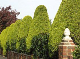 Wholesale plant nurseries - Chigwell, Essex - Harry Fairhead Ltd - Hedging plants Wholesale plant nurseries - Chigwell, Essex - Harry Fairhead Ltd - Hedging plants