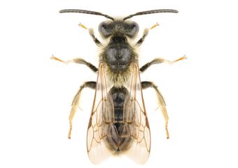 Wasp — Real Estate Pest Inspection in Bend, OR