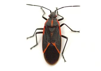 Box Elder Bugs — Real Estate Pest Inspection in Bend, OR
