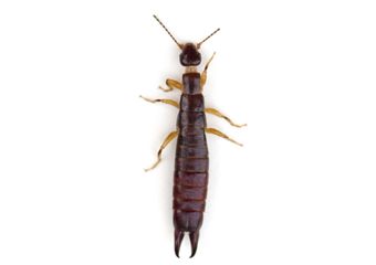 Earwig — Real Estate Pest Inspection in Bend, OR
