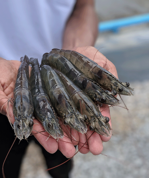 Oishii Live Raw Shrimp
