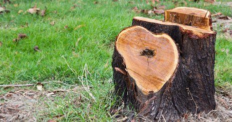 stump