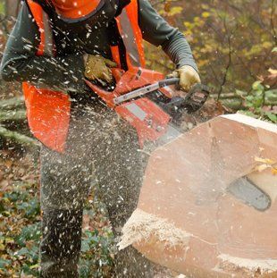 tree cutting