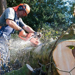 tree surgery