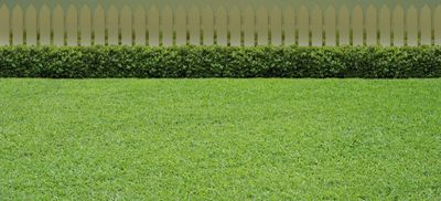 Emerald Zoysia Grass — Wilmington, NC — Turf Masters Sod Farms Emerald Zoysia Grass — Wilmington, NC — Turf Masters Sod Farms