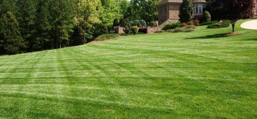 Zenith Zoysia Grass — Wilmington, NC — Turf Masters Sod Farms Zenith Zoysia Grass — Wilmington, NC — Turf Masters Sod Farms