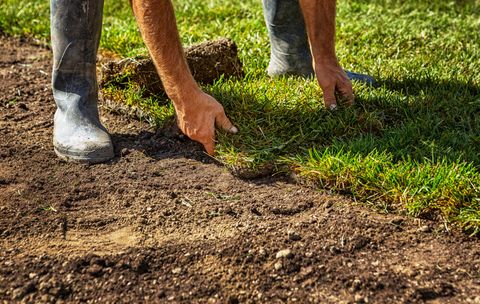 Crown Zoysia Grass — Wilmington, NC — Turf Masters Sod Farms Crown Zoysia Grass — Wilmington, NC — Turf Masters Sod Farms
