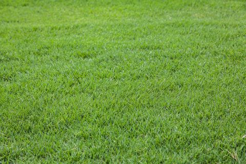 Bermuda Grass Installation — Wilmington, NC — Turf Masters Sod Farms Bermuda Grass Installation — Wilmington, NC — Turf Masters Sod Farms