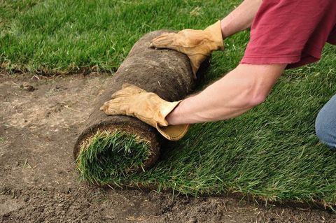 Centipede Grass Installation — Wilmington, NC — Turf Masters Sod Farms Centipede Grass Installation — Wilmington, NC — Turf Masters Sod Farms