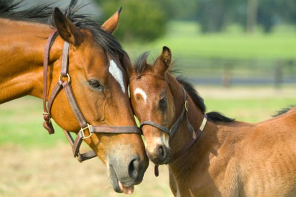 Discover Newmarket