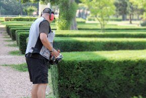 Hedge Trimming Services