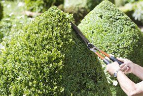 Hedge Trimming