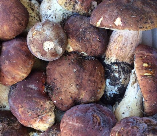 Funghi freschi Funghi freschi
