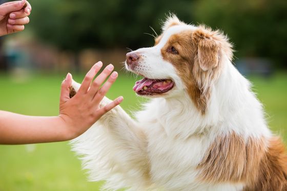 cane che dà la zampa