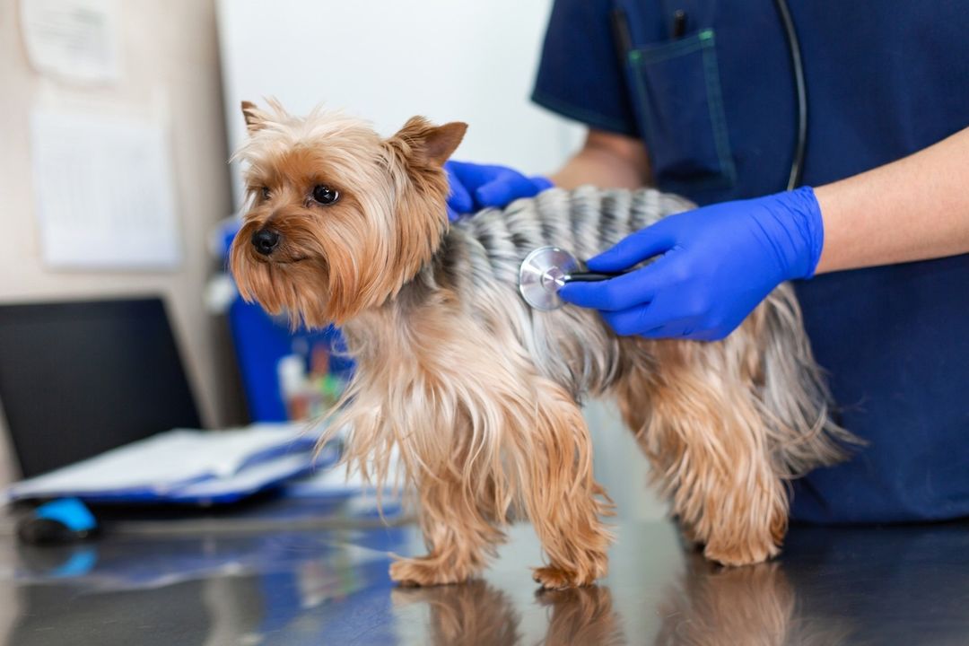 cane di piccola taglia durante una visita
