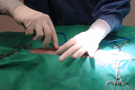 chirurgia veterinaria