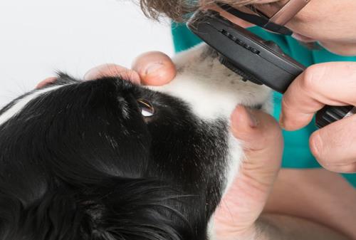 visita oculistica cane