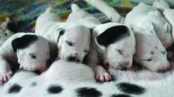 riproduzione e neonatologia